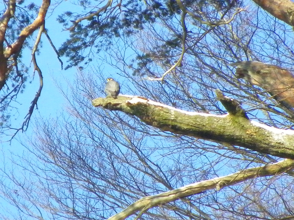 113_7443_JPG-1329692888