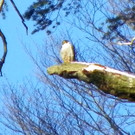 113_7452_JPG-1329692911