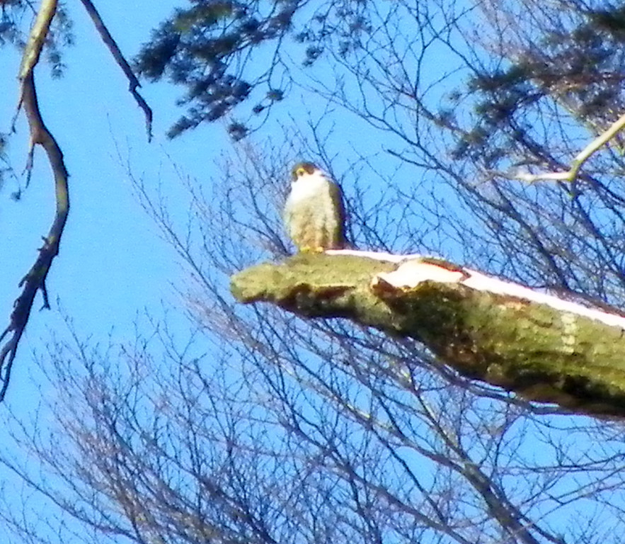 113_7452_JPG-1329692911