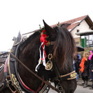19022012faschingantheringat05004aktivnews_019.jpg