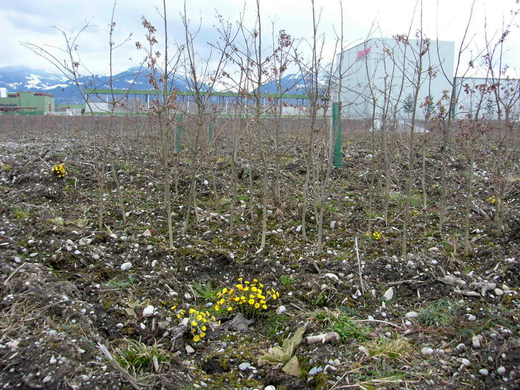 sm_gemeinde_verband08.JPG