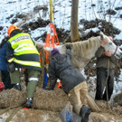 20120221_Tierrettung_Engelhartszell_01_k.jpg