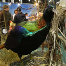 normal_23022012fmt_hohejagd_ta_017.JPG