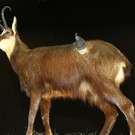 normal_23022012fmt_hohejagd_ta_018.JPG