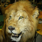 normal_23022012fmt_hohejagd_ta_024.JPG