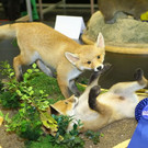 normal_23022012fmt_hohejagd_ta_030.JPG