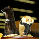 normal_23022012fmt_hohejagd_ta_031.JPG