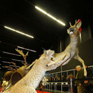normal_23022012fmt_hohejagd_ta_035.JPG