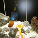 normal_23022012fmt_hohejagd_ta_036.JPG