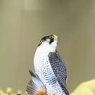 normal_23022012fmt_hohejagd_ta_042.JPG