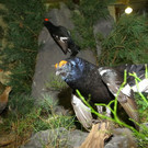 normal_23022012fmt_hohejagd_ta_046.JPG
