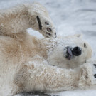 Die liebsten Eisbären