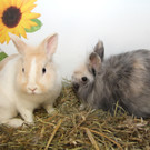 Tiere der Woche: Kaninchen Olga und Tschatscha