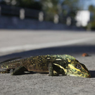 Dieser Leguan fiel aufgrund der kalten Temperaturen in Surfside, Florida, von einem Baum.