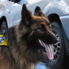 24022012lawineat04002aktivnews026.JPG