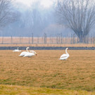 Gai__au 25_02_2012 48_jpg-1330188386