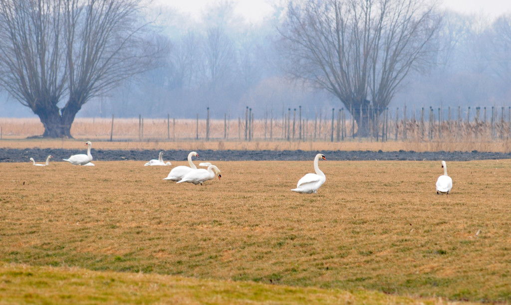 Gai__au 25_02_2012 48_jpg-1330188386