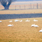 Gai__au 25_02_2012 55_jpg-1330188412