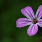 GK_Blume_JPG-1330208659