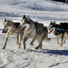 GK_Huskies_JPG-1330208666