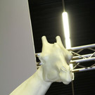 normal_26022012fmt_praeparatorenwm_ta_002.JPG