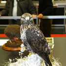 normal_26022012fmt_praeparatorenwm_ta_007.JPG