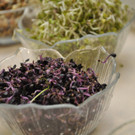 Bilder der Veggiemesse