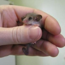 cute-tiny-animals01.jpg