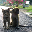 cute-tiny-animals02.jpg