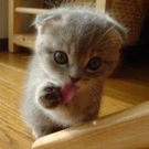 cute-tiny-animals04.jpg