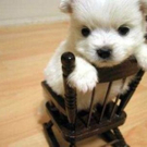 cute-tiny-animals05.jpg