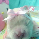 cute-tiny-animals06.jpg