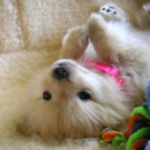 cute-tiny-animals07.jpg