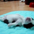 cute-tiny-animals08.jpg