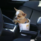 cute-tiny-animals09.jpg