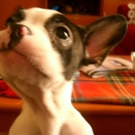 cute-tiny-animals11.jpg