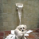 cute-tiny-animals12.jpg