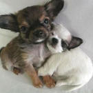 cute-tiny-animals13.jpg
