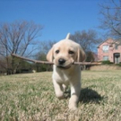 cute-tiny-animals14.jpg