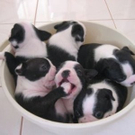 cute-tiny-animals15.jpg
