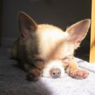 cute-tiny-animals16.jpg