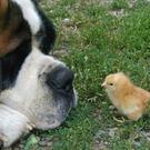 cute-tiny-animals17.jpg