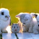 cute-tiny-animals18.jpg