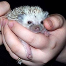 cute-tiny-animals19.jpg