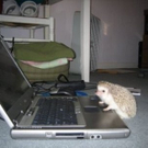 cute-tiny-animals20.jpg