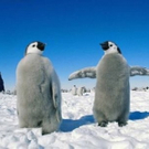 cute-tiny-animals21.jpg