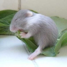 cute-tiny-animals22.jpg