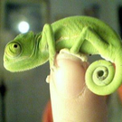 cute-tiny-animals24.jpg