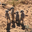cute-tiny-animals25.jpg