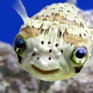 cute-tiny-animals26.jpg